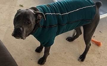 BoxDog Polar Fleece Warm Dog Jacket I Cold Weather Dog Coat | Small Dog Jackets (Small)