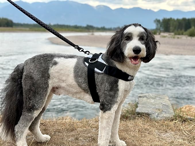 ShawnCo Essential Dog Harness, No-Pull Pet Vest with 3 Leash Clips, No Choke, Reflective, Adjustable and Padded, for Easy Walking and Training for Small, Medium and Large Dogs (Midnight, M)