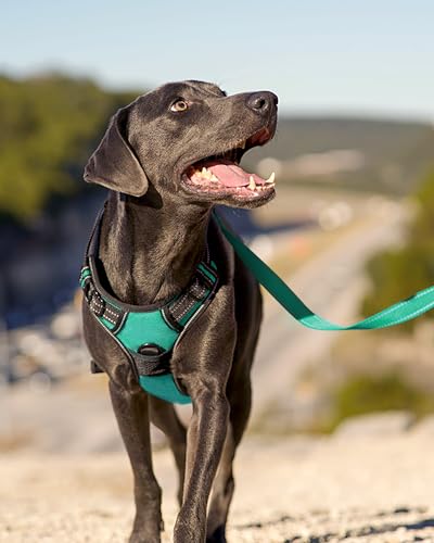 Joytale No Pull Dog Harness Medium Sized Dog, Front Clip, Teal - Image 7
