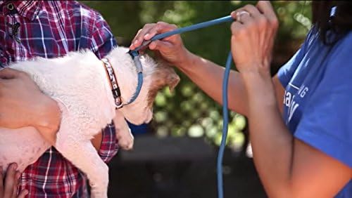 Cesar Millan Slip Lead Leash | Dog Leash | in Training Leash | (Regular, Pink/Gray)