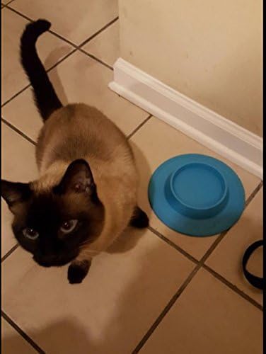 Pet Food and Water Bowl for Cats, Toy Breed Dogs, Bearded Dragons, Turtles, and Small Pets (3/4 Cup in Four Colors (Sky Blue)