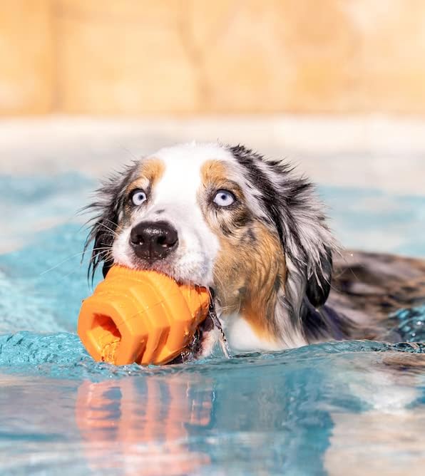 PROJECT HIVE ·PET COMPANY· - Sweet Mango Scented - Hive Chew Toy for Large Dogs - Dog Chew Toy for Large Breeds - Floats in Water - Durable and Tough - Made in The USA