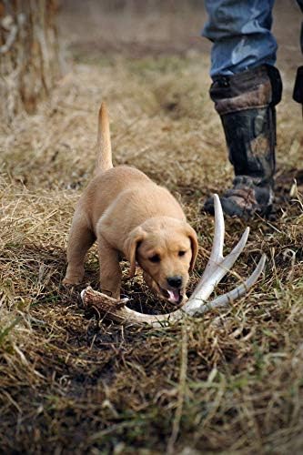 DogBone Shed Dog Training Instructional DVD (3+ Hours) | Dog Training Kit | Hunting Dog Accessories | Dog Scent Training Kit | Deer Hunting Accessories | Dog Training Tools