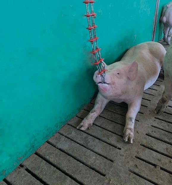 Pig Toy - Toys for Pigs - Stress and Boredom Relief - Pig Chew Toy Chain for Enhancing Behavior - Piglets Accessories - Farm and Domestic Use - Enjoyment and Fun