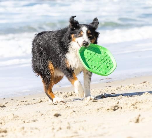 PROJECT HIVE ·PET COMPANY· - Tropical Coconut Scented - Hive Frisbee Disc for Dogs - Great for Fetch - Includes a Lick mat on Back - Floats in Water, Smooth Glide - Made in The USA
