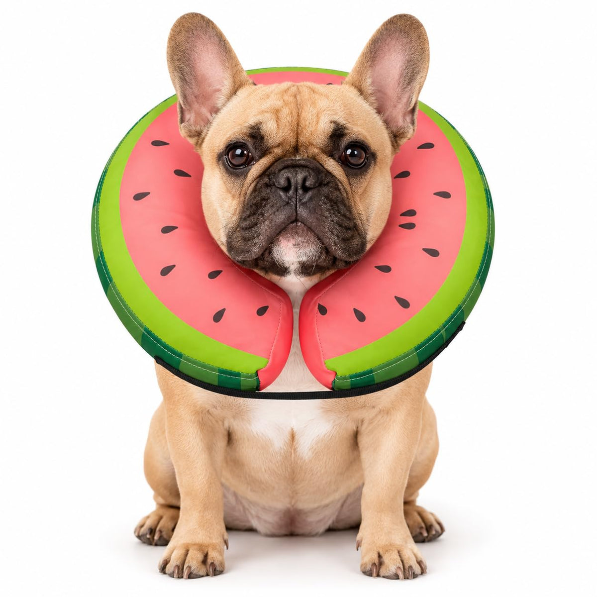 MIDOG Inflatable Dog Cone After Surgery, Donut Collar | Pet Essentials - Image 1