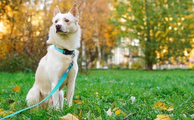 Basic Dog Leashes 6 FT Padded Handle Nylon Dogs Leashes for Small Dogs Light Blue