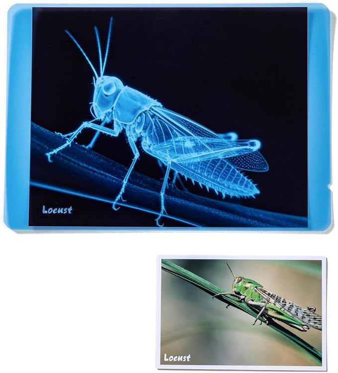 Insect Xrays – Bug Science Kit - Bug Detectives for Kids, Light Table Accessories, STEM Learning Insect X-Ray Set
