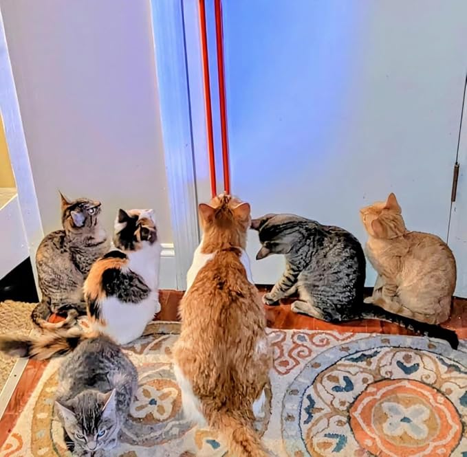 MOODY PET Fling-AMA-String Cat Toy