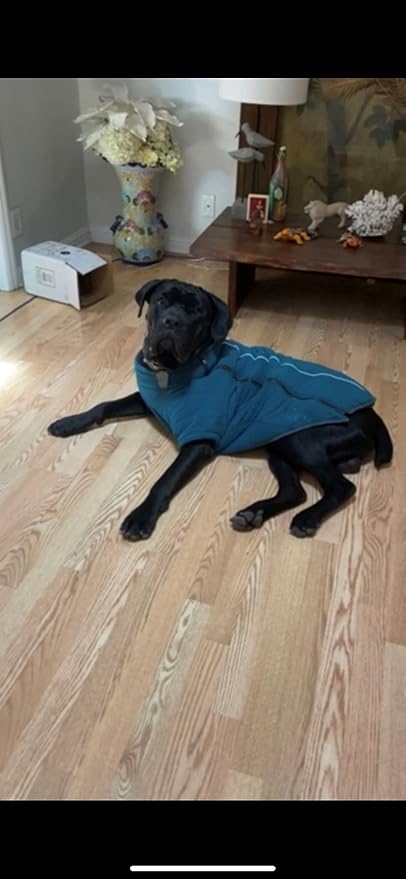 BoxDog Polar Fleece Warm Dog Jacket I Cold Weather Dog Coat | Small Dog Jackets (Small)