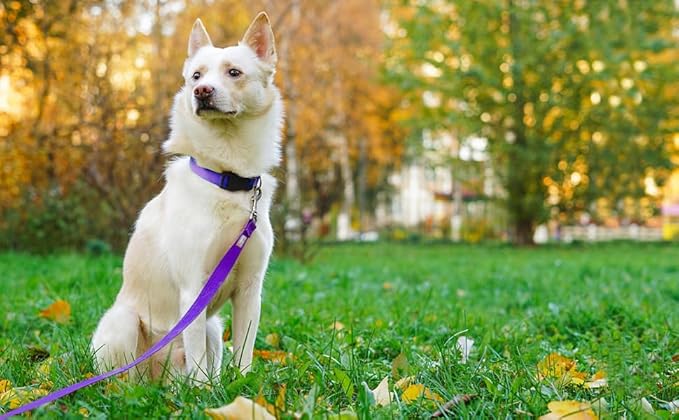 Basic Dog Leashes 6 FT Padded Handle Nylon Dogs Leashes for Large Dogs Purple