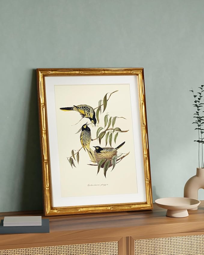 HUARCEY Antique Style Bird Botanical Wall Art 11x14, Classic Gold Framed Canvas Warty-faced Honey-Eaters Illustration, Traditional Vintage Nature Artwork Bedroom Office Study Cottagecore Decor