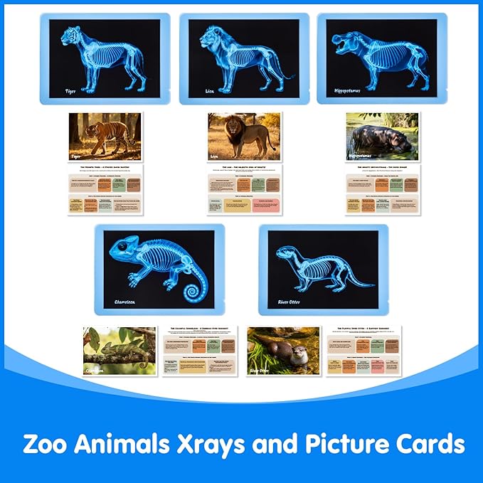 Zoo Animal Xrays for Kids - 15 Pcs Animal Science Kit for Vet Role Play, Light Table Accessories, and Exploring Bone Structure