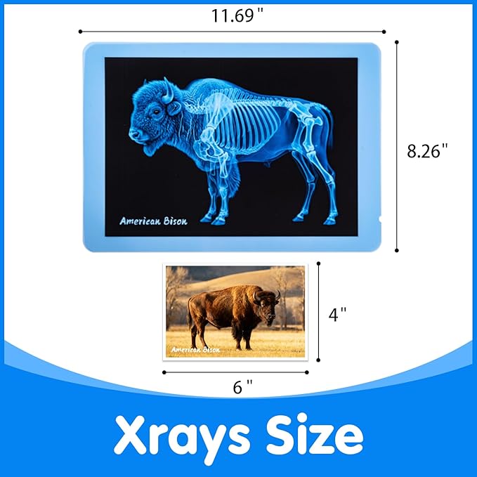 Zoo Animal Xrays for Kids - 15 Pcs Animal Science Kit for Vet Role Play, Light Table Accessories, and Exploring Bone Structure