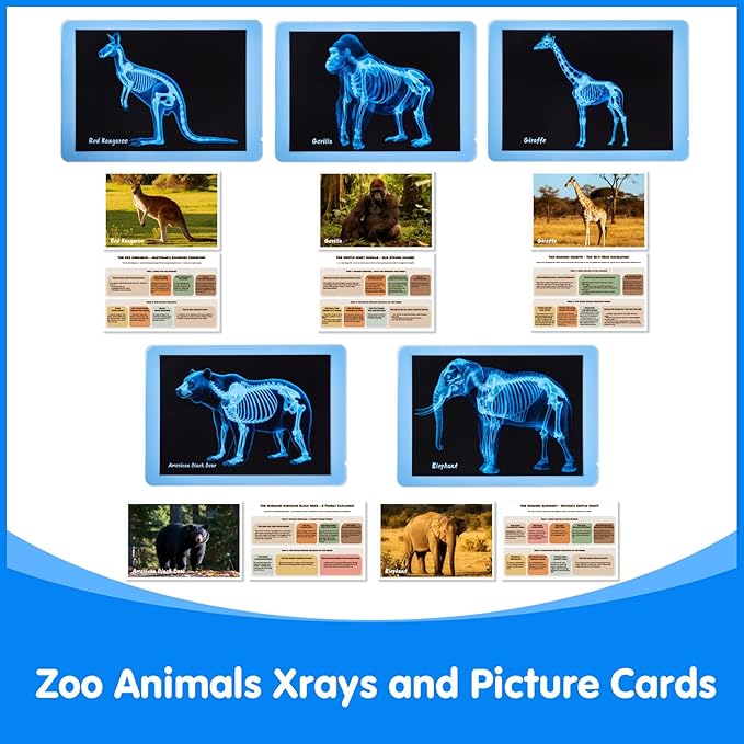 Zoo Animal Xrays for Kids - 15 Pcs Animal Science Kit for Vet Role Play, Light Table Accessories, and Exploring Bone Structure