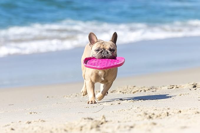 PROJECT HIVE ·PET COMPANY· - Wild Berry Scented - Hive Frisbee Disc for Dogs - Great for Fetch - Includes a Lick mat on Back - Floats in Water, Smooth Glide - Made in The USA
