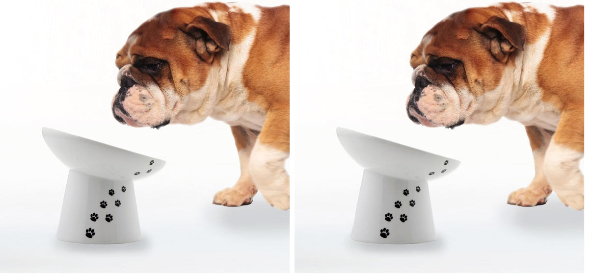 Necoichi Raised Dog Food Bowl, Elevated, for Dogs and Cats, Pets Feeding Feeder Non-Slip for Small Dogs Dishwasher and Microwave Safe, No.1 Seller in Japan! (Dog, Extra Wide Tilted) (Pack of 2)