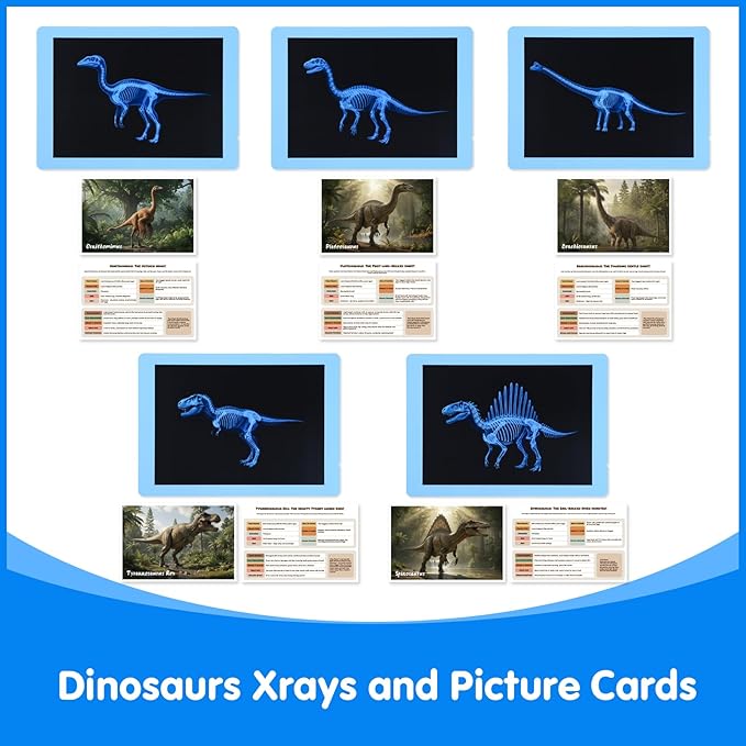 15 Pcs Dinosaur Xrays & Creatures Cards，Animal Xrays for Kids，Light Table Toys，Mythical Creatures Science Kit