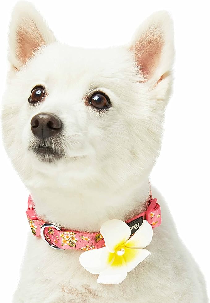 Blueberry Pet Summer Sparkle Dog Collar, Adjustable Medium, 14.5"-20" Neck, Tropical Plumeria Flower Pink, Girl Dog Collars, Puppy Collar, Pink Dog Collar, Dog Collars for Small Dogs, Accessories