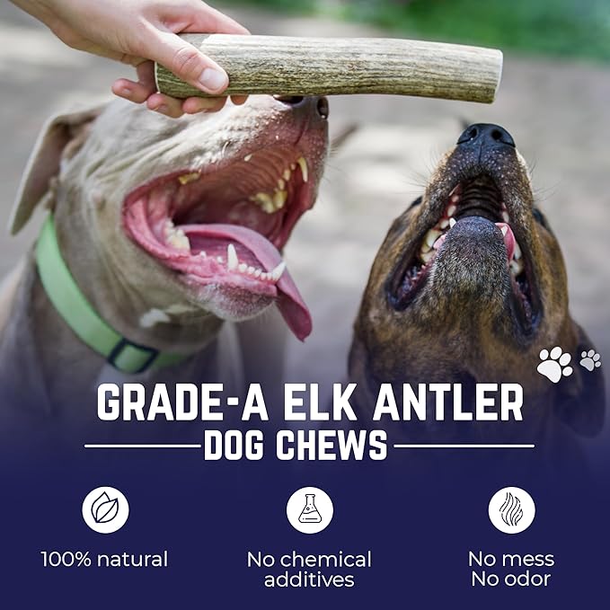 Devil Dog Pet Co - Elk Antler for Dogs Extra Large - Long Lasting Natural Dog Chew for Power Chewers & Large Breeds - Naturally Shed Grade A Rocky Mountain Elk, Anxiety & Boredom Relief (55-75 lbs)