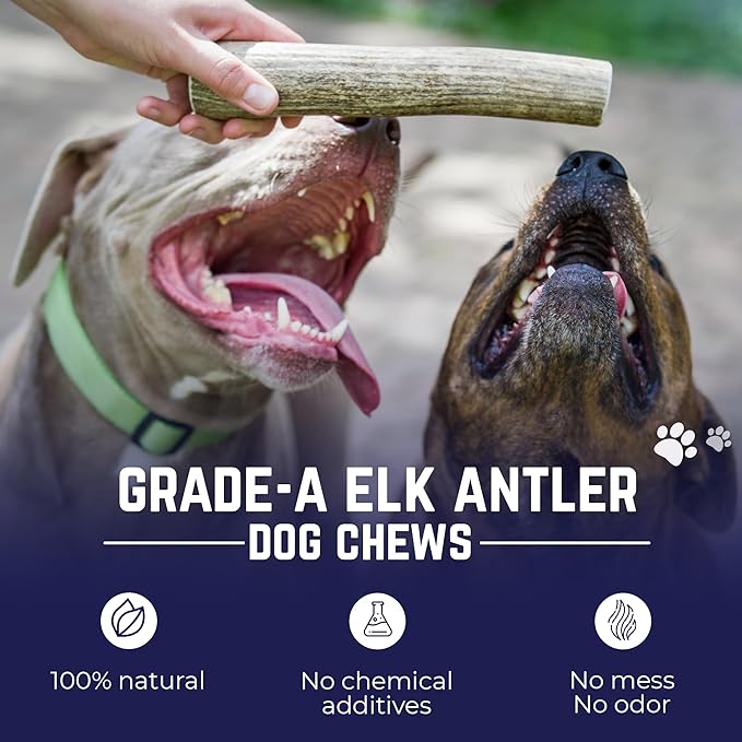 Devil Dog Pet Co - Elk Antler for Dogs Small - Long Lasting Dog Chew for Aggressive Chewers, Toy & Small Breeds - Naturally Shed Grade A Rocky Mountain Elk, Anxiety & Boredom Relief (Up to 20 lbs)