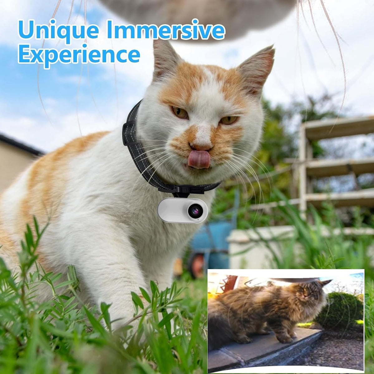 1080p Cat POV Camera Collar, No Wi-Fi