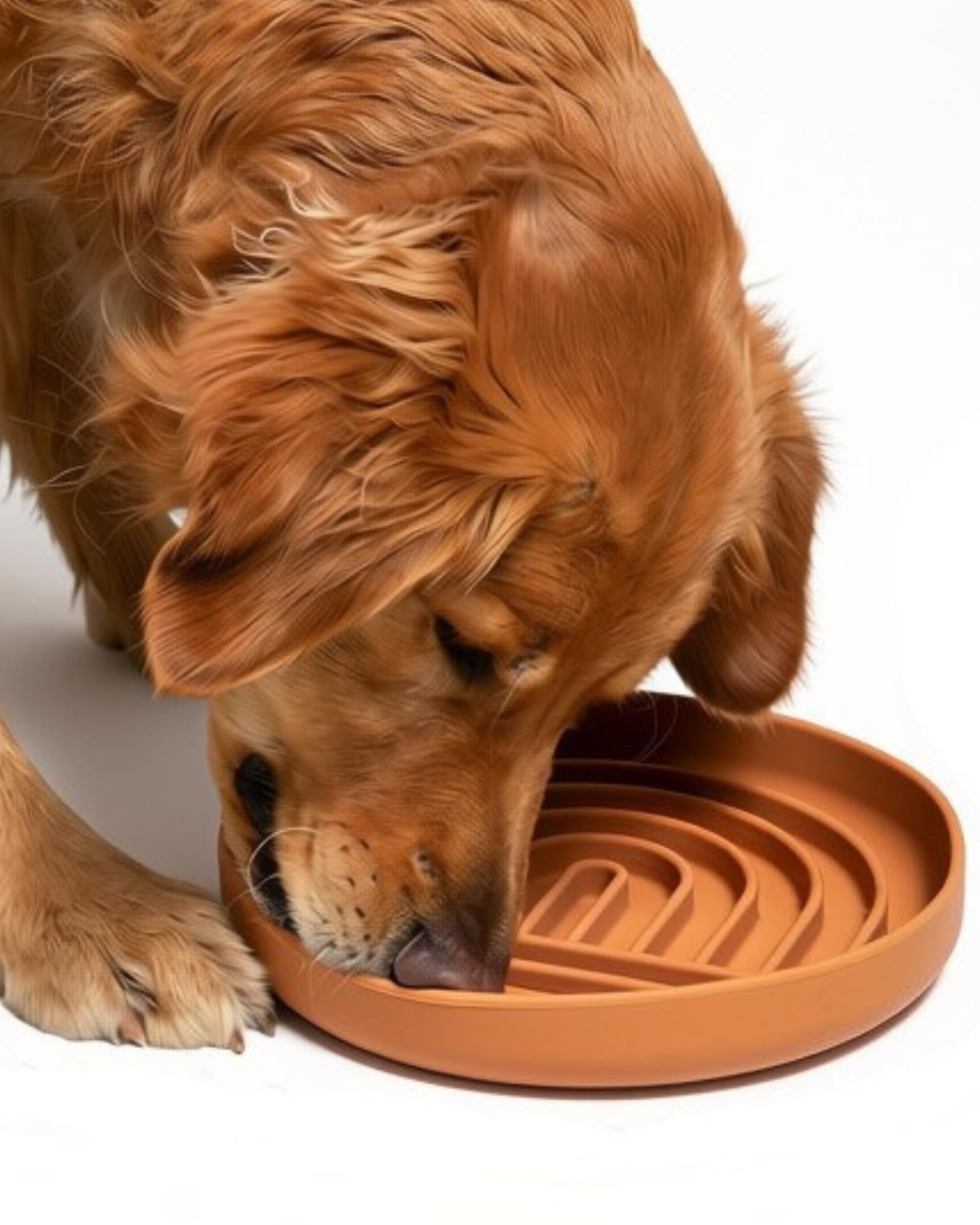 Should We Go? Slow Feeder for Dogs & Puppies, The Slowdown Bowl Silicone Slow Eating, Lick Mat Design, Reduces Gulping, Fits 2.5 Cups, 9.5” Across x 1.5” Tall, Mealtime Challenge, Large-Terracotta