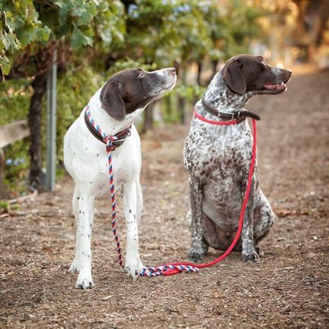 Cesar Millan Slip Lead Leash™ - 2-in-1 Slip Collar Dog Training Lead & Collar | Heavy Duty Durable Weatherproof Rope Leash, No Pull Training | Length 4ft Diameter 4/10”(Regular, Red/Olive)