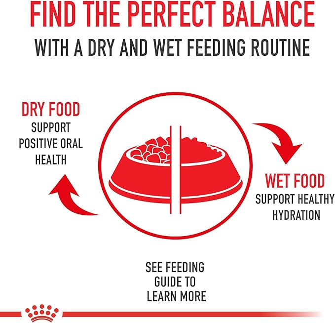 Royal Canin Canine Health Nutrition Mature 8+ Loaf in Sauce Dog Food, 5.2 oz (Pack of 24)