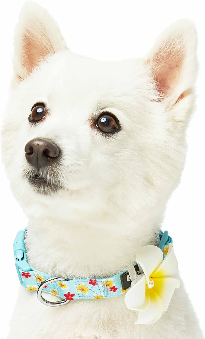Blueberry Pet Fragrant Plumeria Adjustable Dog Collar with Detachable Accessory, Aqua, Large, Neck 18"-26"