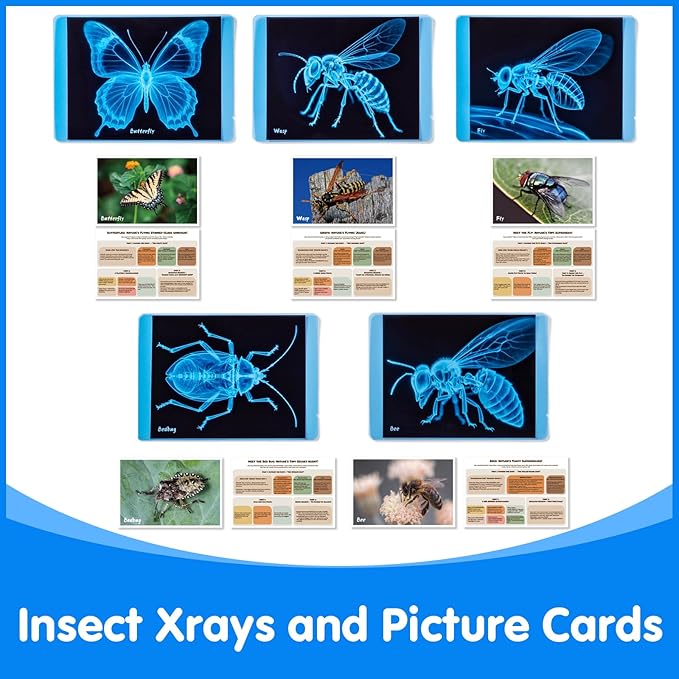 Insect Xrays – Bug Science Kit - Bug Detectives for Kids, Light Table Accessories, STEM Learning Insect X-Ray Set