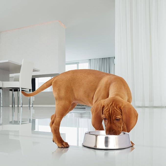 Iconic Pet Stainless Steel Non Skid Pet Bowl for Dog or Cat with Raised Rim Dishwasher Safe Pet Food and Water Bowl in Varying Sizes (8 Oz)