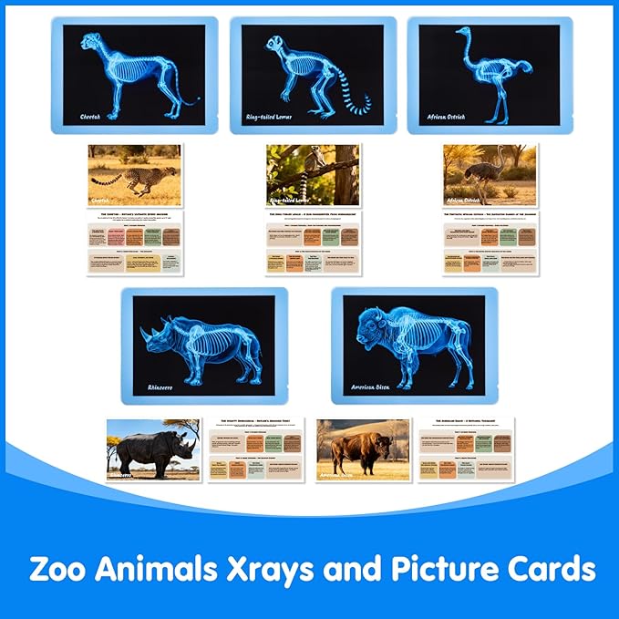 Zoo Animal Xrays for Kids - 15 Pcs Animal Science Kit for Vet Role Play, Light Table Accessories, and Exploring Bone Structure