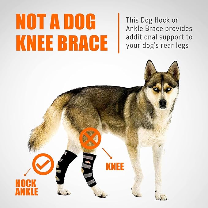 NeoAlly® - Rear Leg Hock Brace, Dog Leg Brace for Rear Leg, Hock & Ankle Support for Large Dogs, Dog Brace for Torn Acl and Ccl, Long Version, Large, 1 Pair