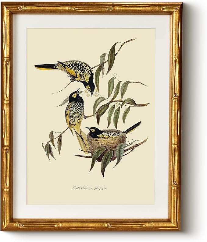 HUARCEY Antique Style Bird Botanical Wall Art 11x14, Classic Gold Framed Canvas Warty-faced Honey-Eaters Illustration, Traditional Vintage Nature Artwork Bedroom Office Study Cottagecore Decor