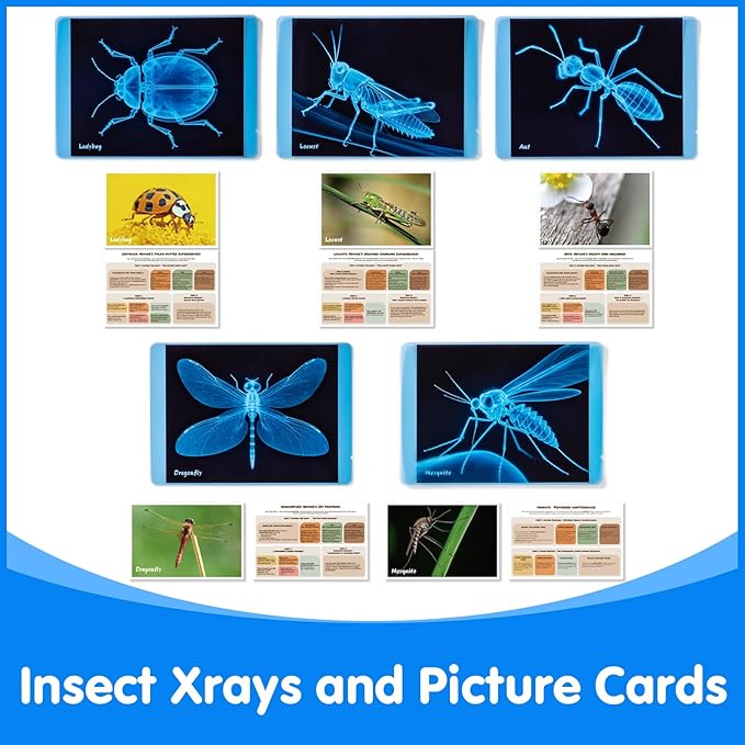 Insect Xrays – Bug Science Kit - Bug Detectives for Kids, Light Table Accessories, STEM Learning Insect X-Ray Set