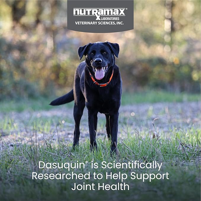 Nutramax Dasuquin for Large Dogs, Joint Health Supplement, Contains Glucosamine for Dogs, Plus Chondroitin, ASU and More, Supports Healthy Joints, Chewable Tablets, 150 Count
