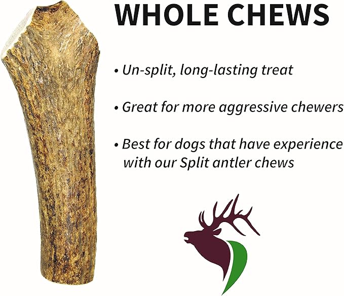 – X Large Whole Single Pack (for 50-90 lb Dogs) Premium Grade Elk Antler for Dogs (1 Piece) Sourced in The USA