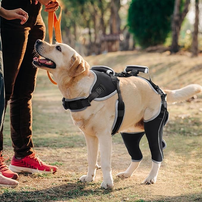 Dog Knee Support for ACL Tear Rehabilitation and Dislocated Patella -Adjustable Leg Support and Sufficient Breathability,Injury Recovery and Balance Assistance-Both Leg-M Size