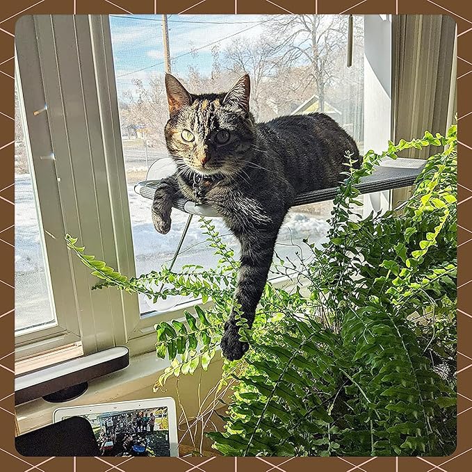 Cat Window Perch with 360° Sunbath, Hammock Bed for Indoor Cats, Grey Comfortable Seat for Sunbathing, Easy to Install on Any Window (Large)