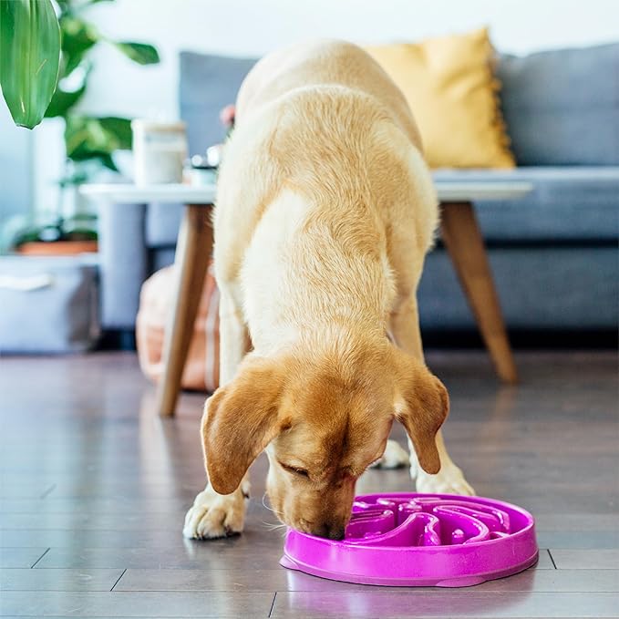 Outward Hound Slow Feeder Dog Bowl – Prevents Bloating & Fast Eating – Large 4 Cup Purple Flower