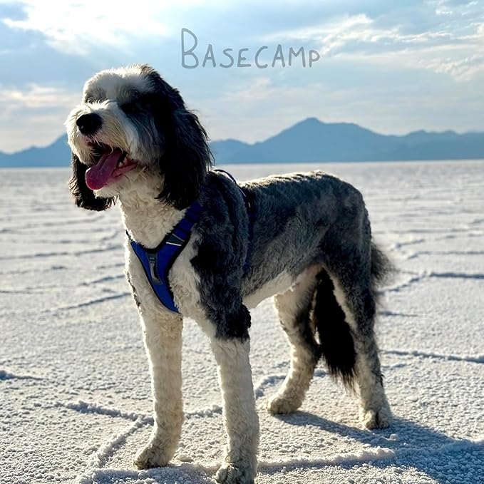 ShawnCo Basecamp Dog Harness, No-Pull Pet Vest with 3 Leash Clips, Padded, Reflective, Lightweight and Adjustable Harness with Handle for Small, Medium and Large Dogs (Electric Blue, M)
