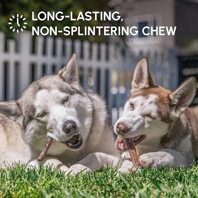 Downtown Pet Supply USA Sourced Bully Sticks for Dogs - Grass-fed Beef Chews, Low-Odor & Rawhide-Free, Long Lasting Dog Treats for Heavy Chewers - Healthy, Safe & Delicious Chews (12" 30 Pack)