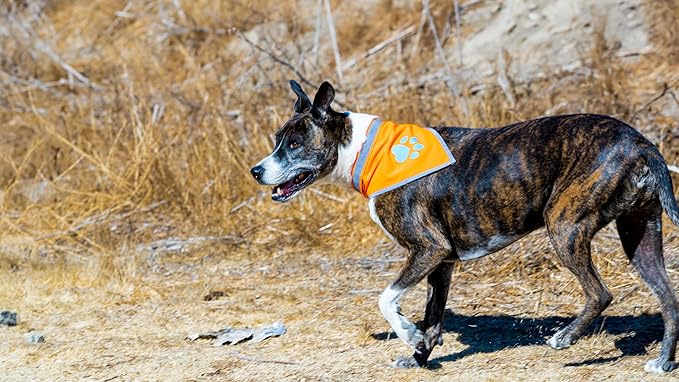 Bandana for Dogs. Blaze Orange Dog Scarf with Reflective Elements is a Perfect Pet Bandana Collar for Girl and Boy Dogs. Enhance Your Dog Walking Accessories with Our High-Visibility Handkerchief