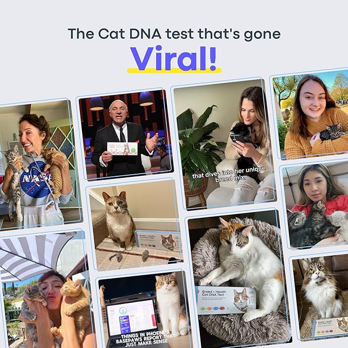 Basepaws Cat DNA Test Kit 2 Pack - 21+ Breeds, 114+ Health and Dental Traits for Comprehensive Accurate and Easy-to-Use Genetic Insights