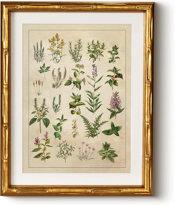 HUARCEY Vintage Botanical Chart Wall Art Gold Framed 11x14, Antique Style Herb Plant Illustration Canvas Print, Classic Apothecary Natural History Artwork Kitchen Study Farmhouse Office Home Decor
