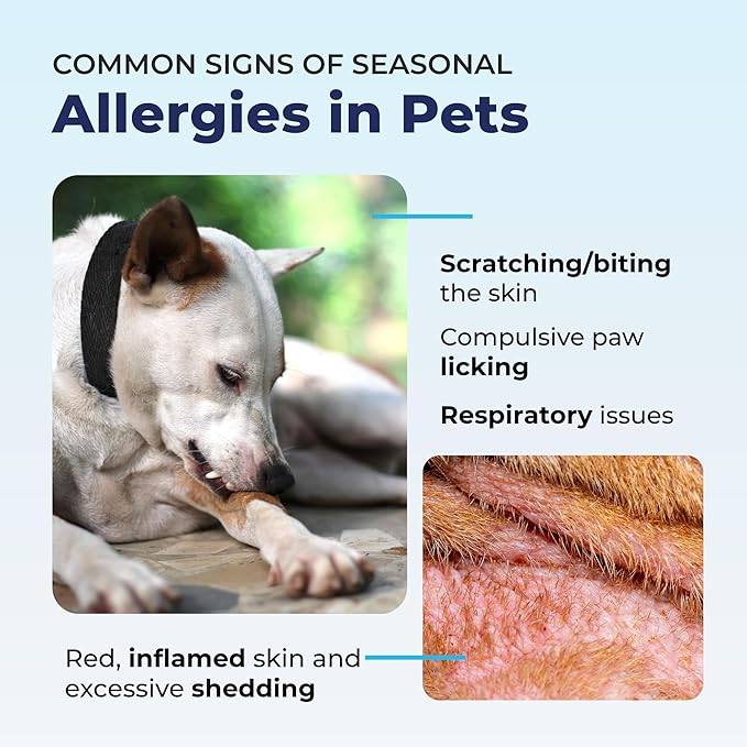 Vetnique Dermabliss Seasonal Dog Allergy Relief & Immune Support Supplement Allergy Chews for Dogs Itching and Licking with Omega 3 Fish Oil & Probiotics for Itch Relief (60 Count Chews)