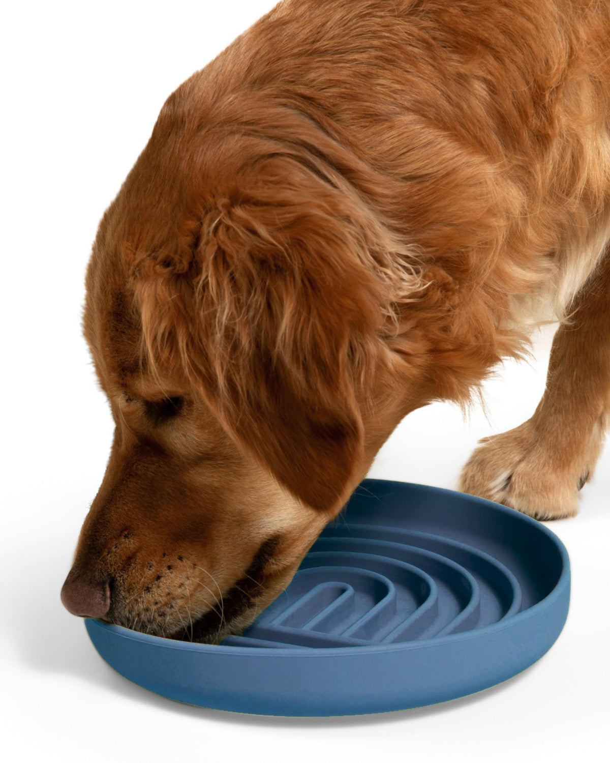 Should We Go? Slow Feeder for Dogs & Puppies, The Slowdown Bowl Silicone Slow Eating, Modern Lick Mat Design, Reduces Gulping, Fits 2.5 Cups, 9.5” Across x 1.5” Tall, Mealtime Challenge, Large-Ocean