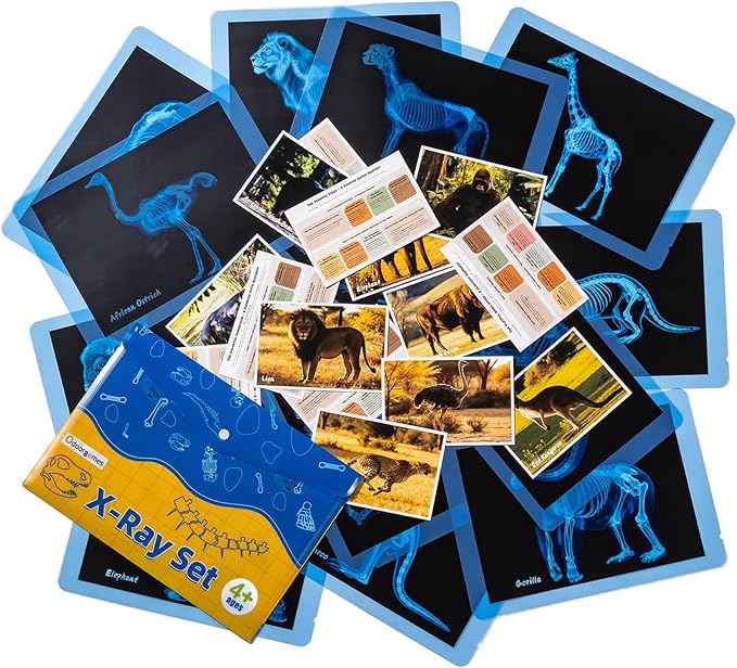 Zoo Animal Xrays for Kids - 15 Pcs Animal Science Kit for Vet Role Play, Light Table Accessories, and Exploring Bone Structure