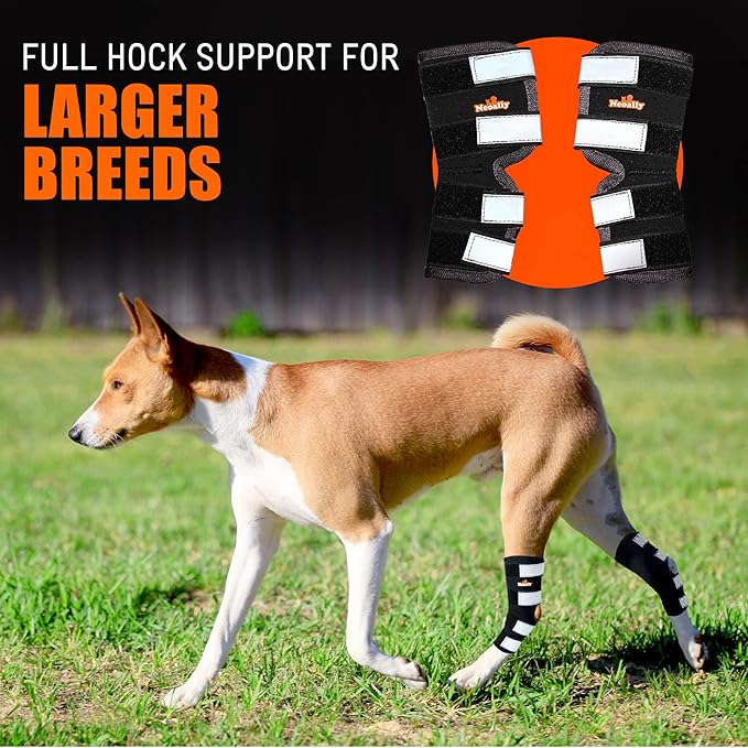 NeoAlly® - Rear Leg Hock Brace, Dog Leg Brace for Rear Leg, Hock & Ankle Support for Large Dogs, Dog Brace for Torn Acl and Ccl, Long Version, Medium, 1 Pair